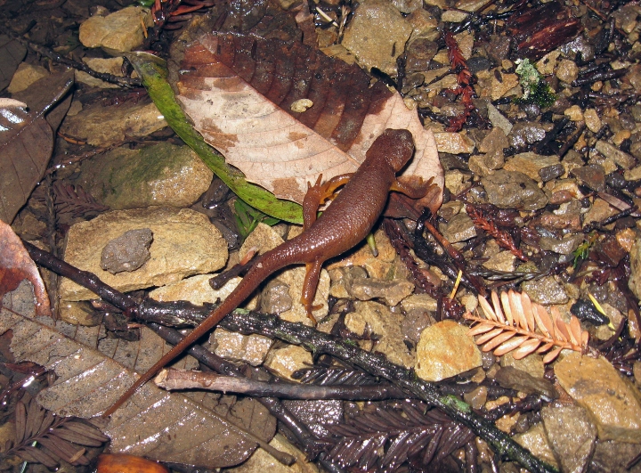 California Newt